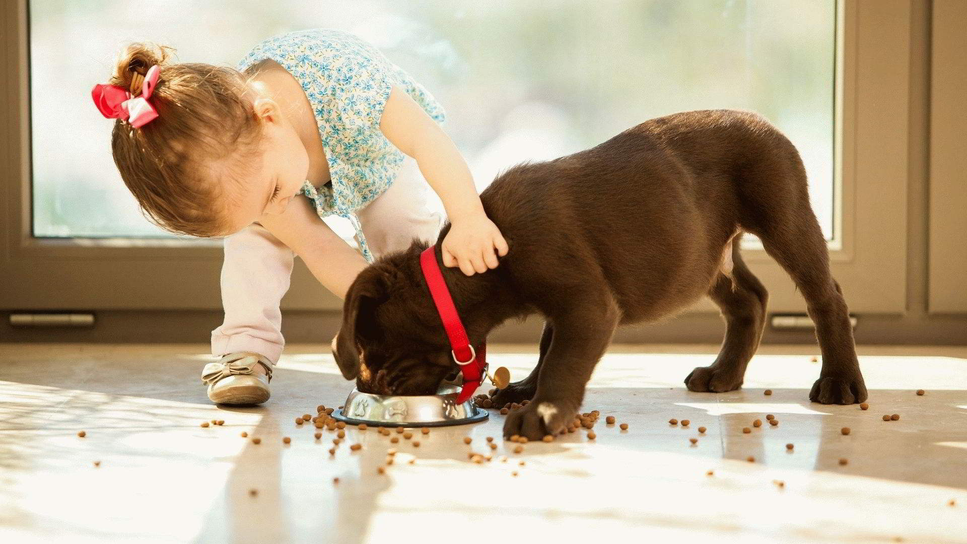 Évaluation de la meilleure nourriture pour chiens de petite race en termes de composition et de qualité