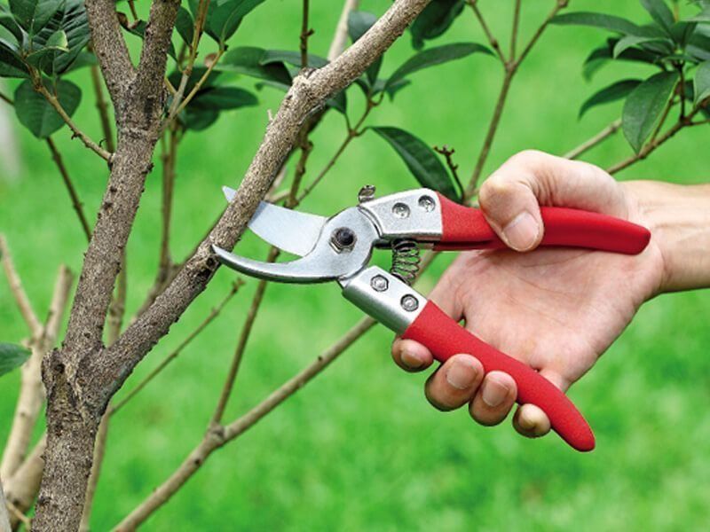 Meilleur sécateur de jardin pour l'élagage des arbustes en 2020