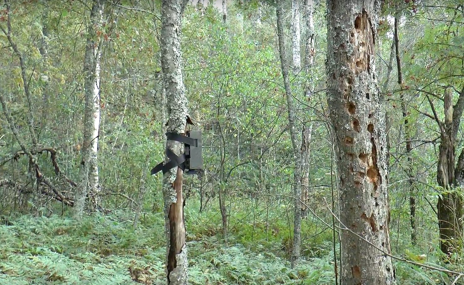 Classement des meilleurs pièges photographiques pour surveiller les animaux et garder la propriété privée en 2020