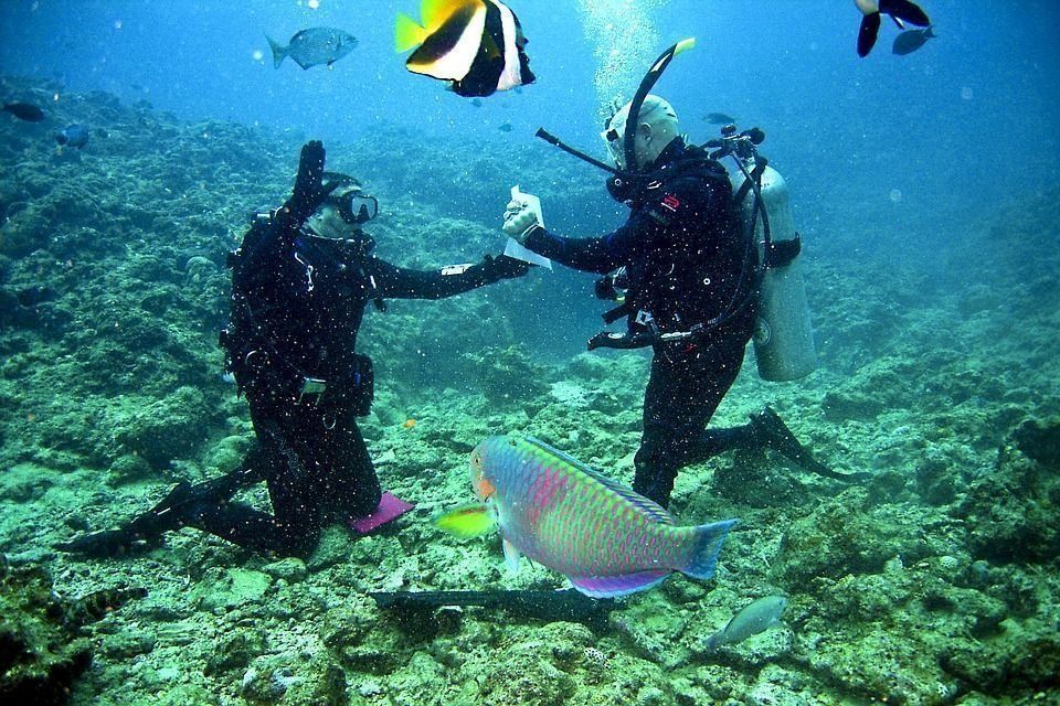 Classement des meilleures palmes pour la plongée et le snorkeling en 2020