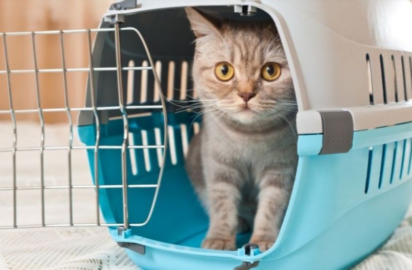 Classement des meilleurs transporteurs pour chats et chats en 2020