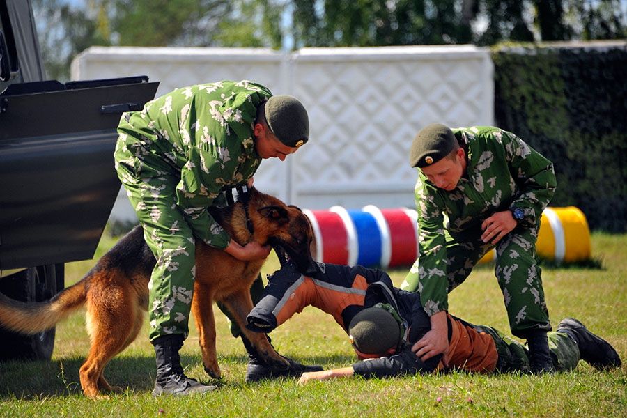 Classement des meilleurs colliers électroniques pour chiens en 2020