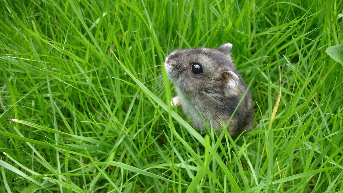 Classement des meilleurs aliments pour hamsters en 2020