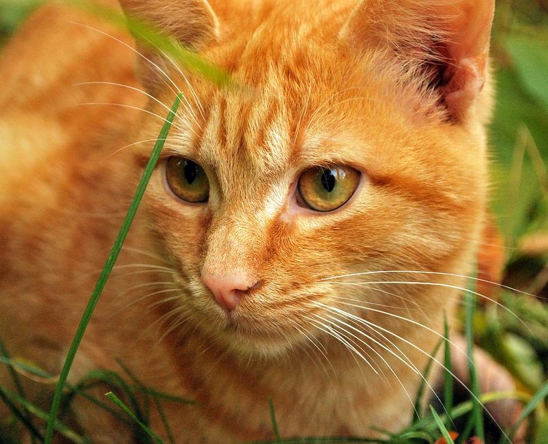 Classement des meilleures vitamines pour chats et chats en 2020