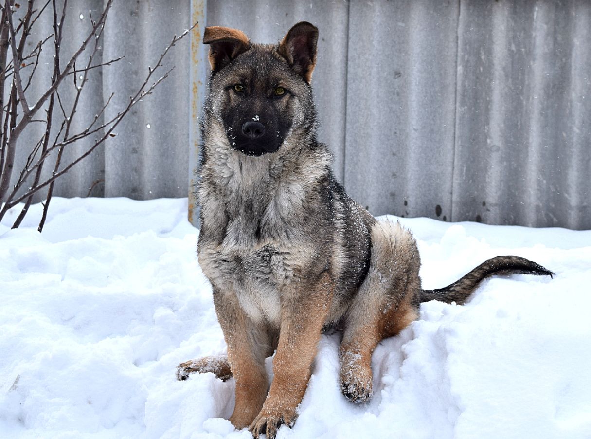 Évaluation des meilleurs chenils pour chiens à Ekaterinbourg pour 2020