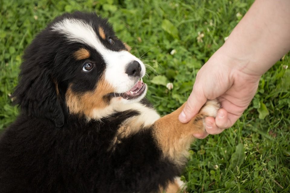 Évaluation des meilleurs chenils pour chiens à Tcheliabinsk pour 2020