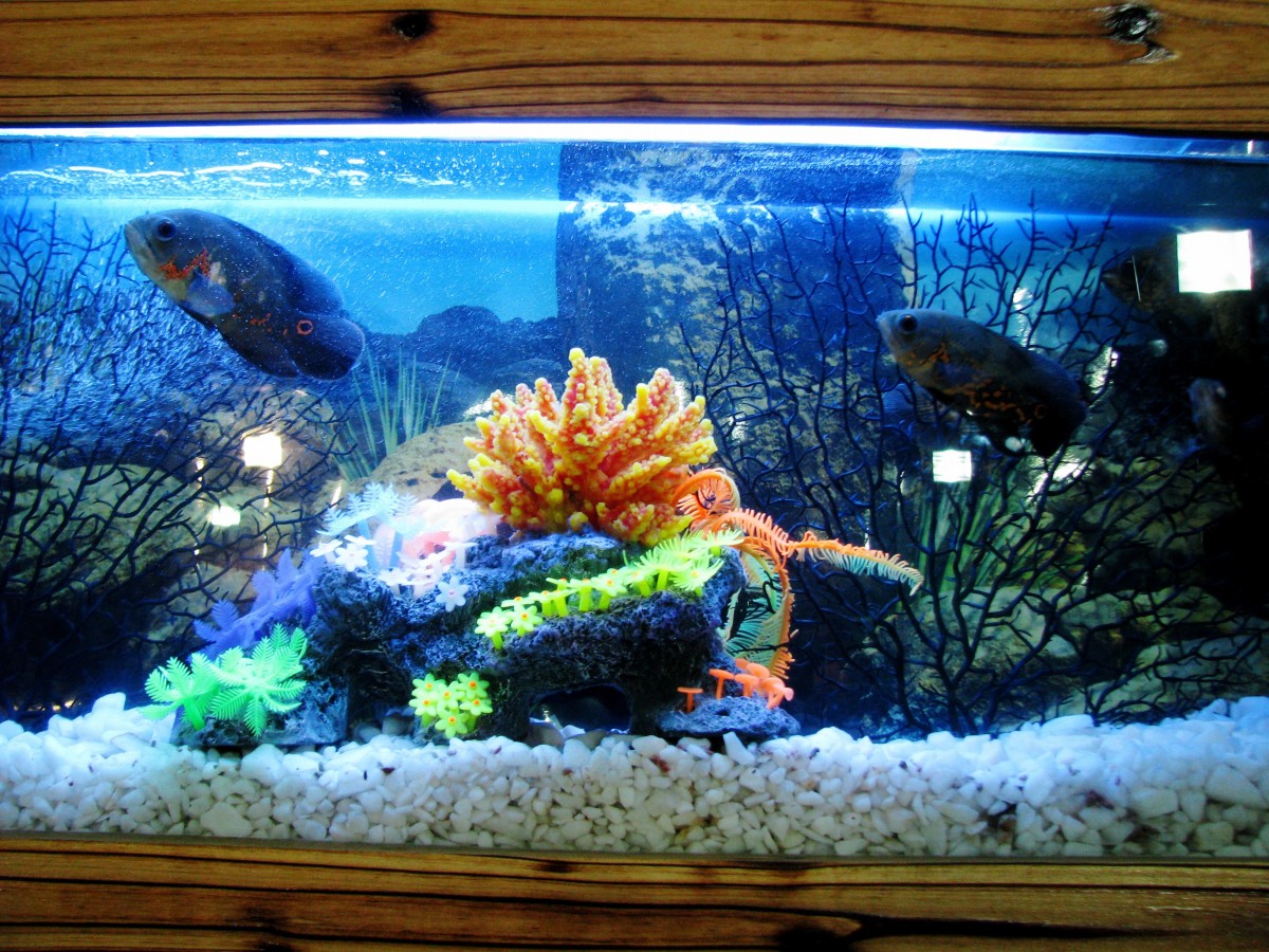 Classement des meilleurs fabricants d'aquariums pour 2020