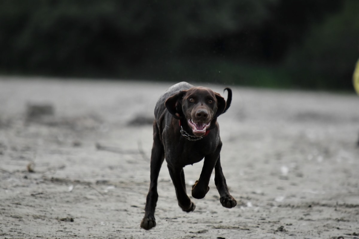 Classement des meilleures races de chiens de chasse à garder en appartement pour 2020