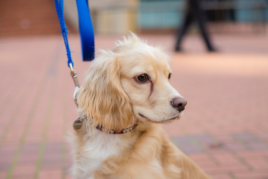 Classement des meilleures laisses pour chiens pour 2020