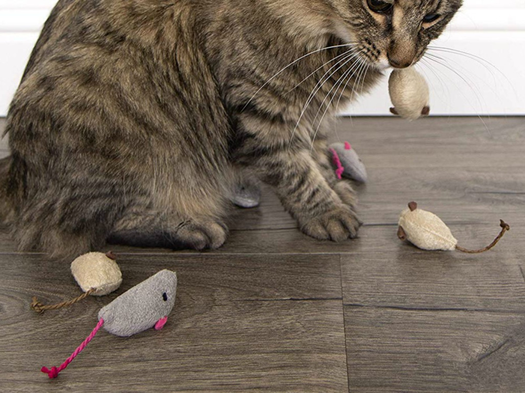 Classement des meilleurs jouets pour chats pour 2020