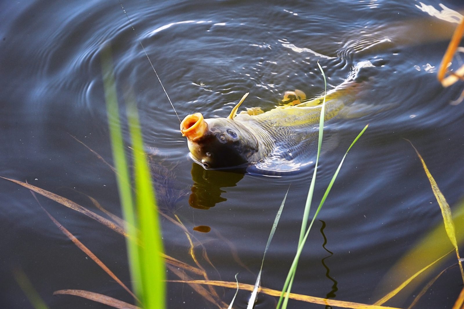 Classement des meilleurs leurres pour la pêche à la carpe pour 2020